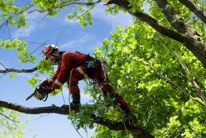 Varför det är viktigt att anlita professionella arborister vid trädfällning